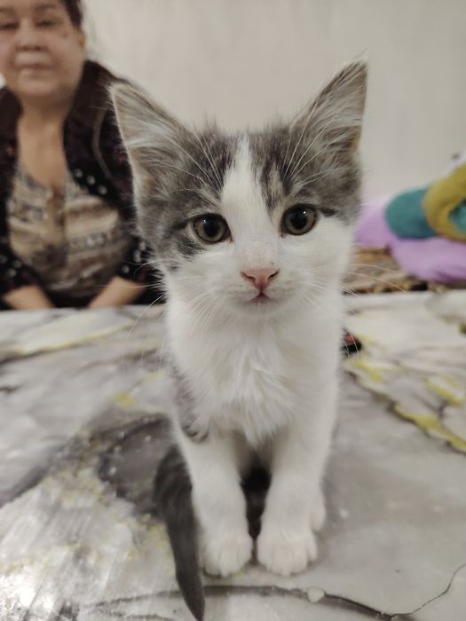 Присраиваются котята