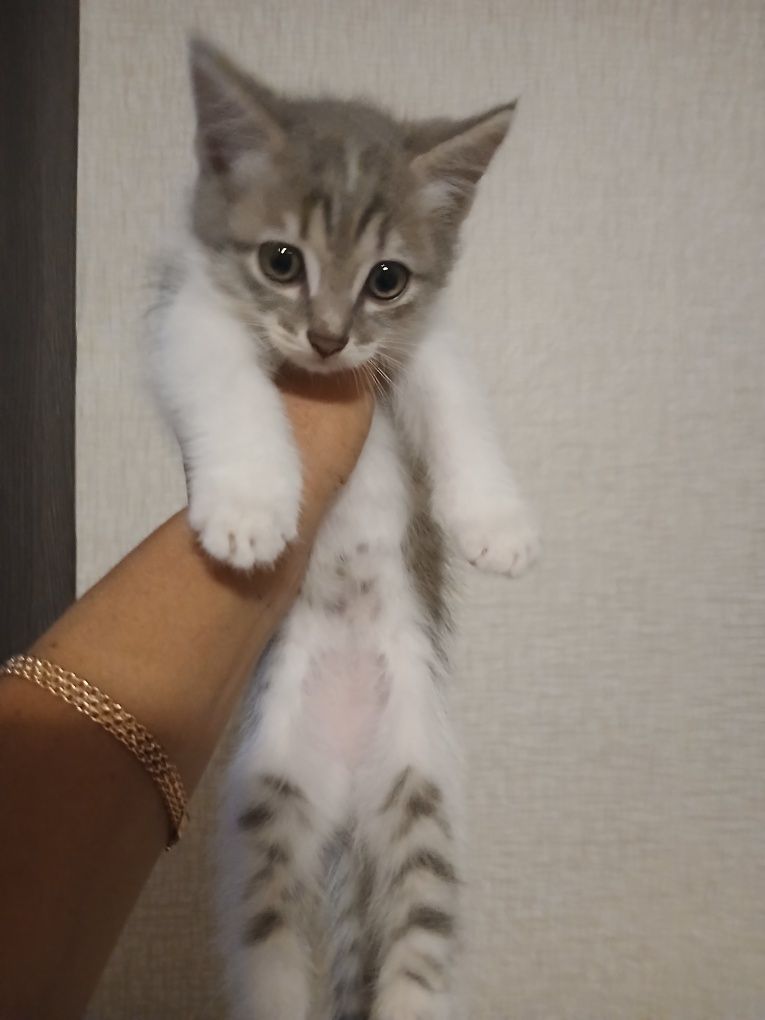 Продам котёнка 2 месяца