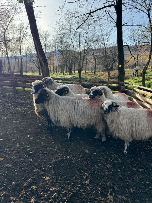 Vand 7 oi de la 3-5 miei