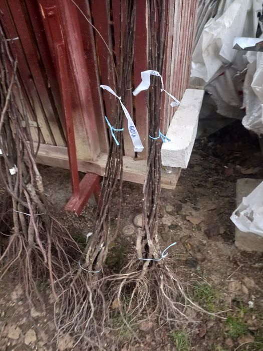 Pomi fructiferi altoiți