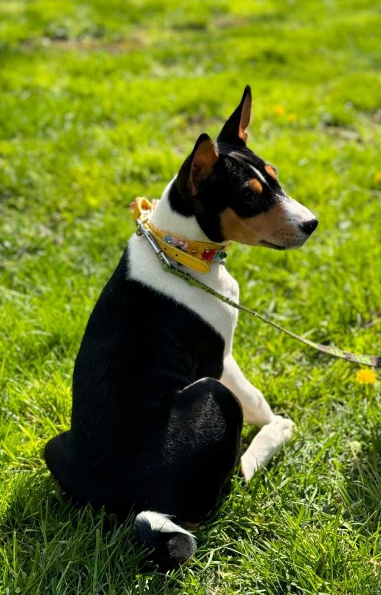 Catelus basenji,  mascul,  tricolour