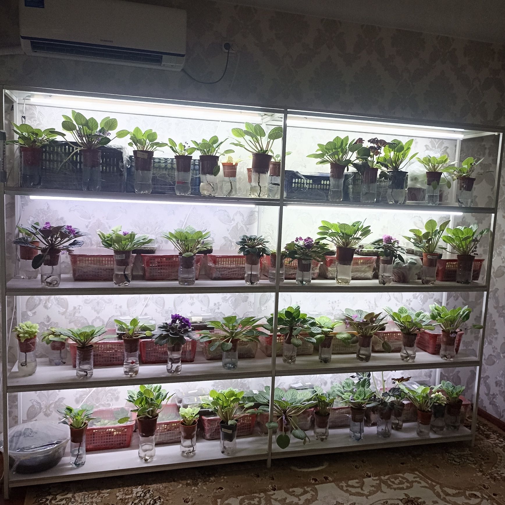 Продаю фиалки с полками
