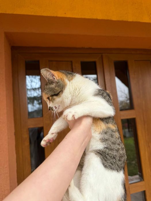 Adoptie pui de pisica