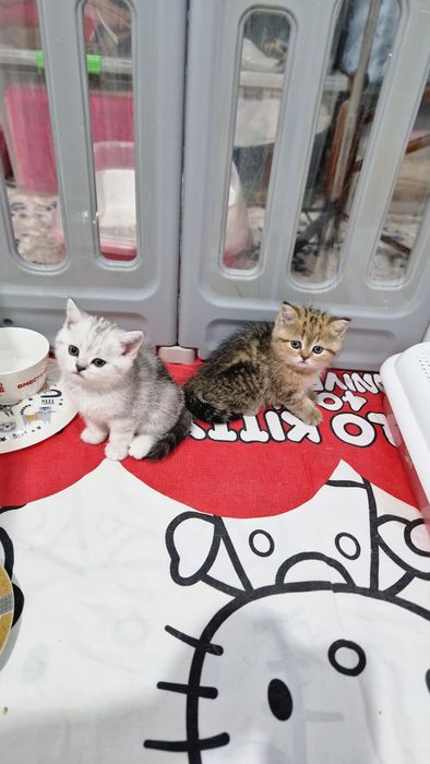 Мушук зотдор  кошка  котёнок