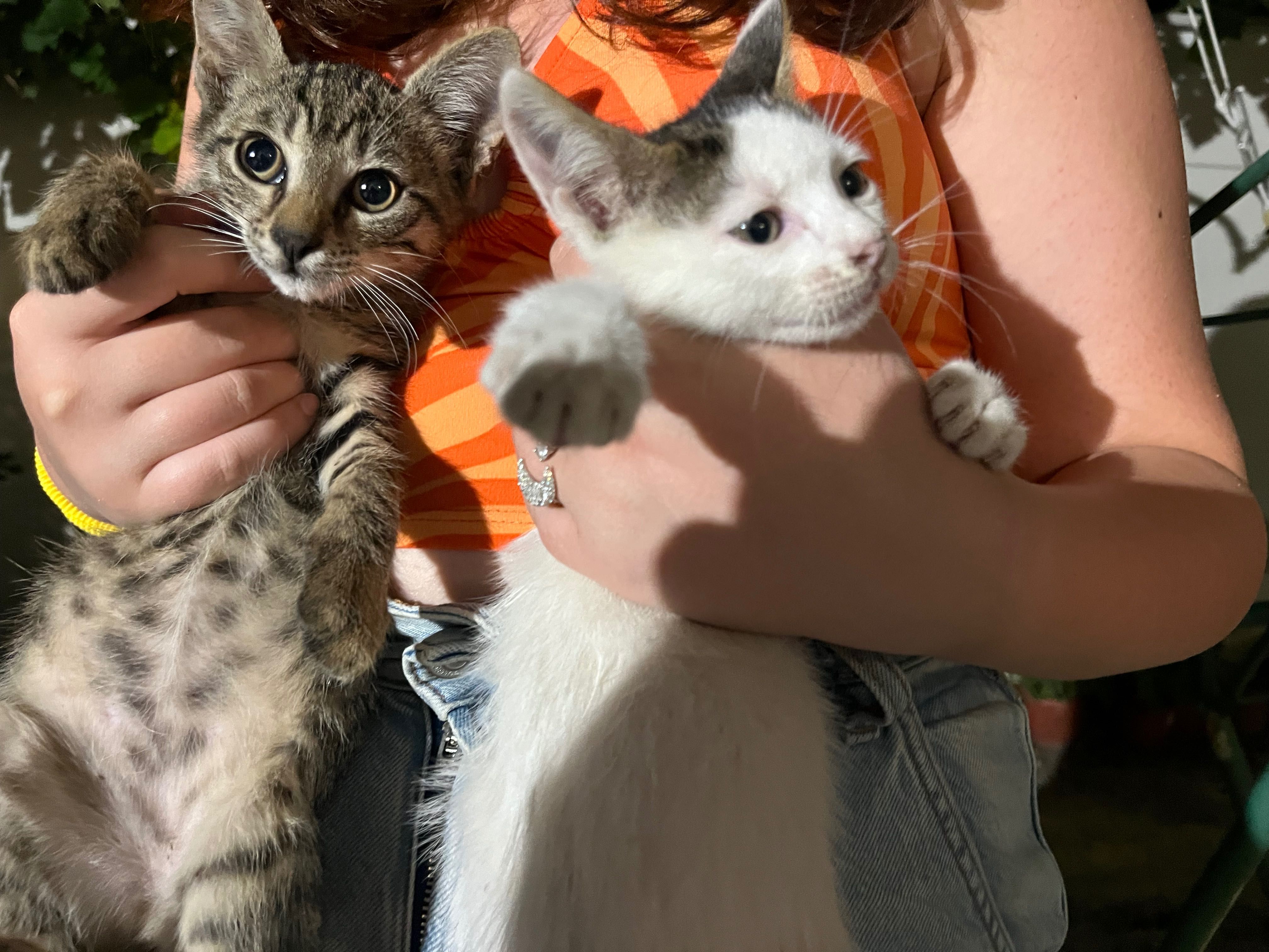 Котета родени на 25.04.2024