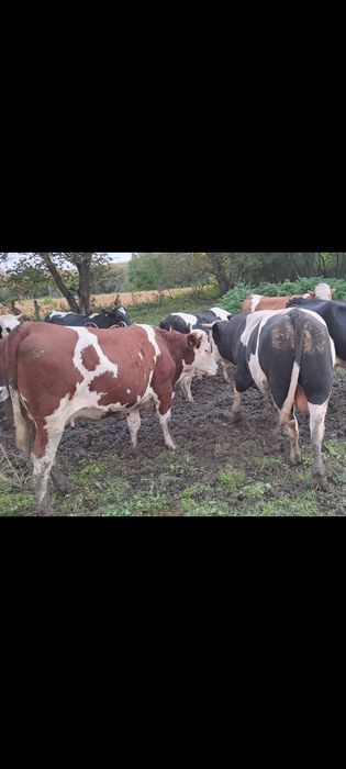 Vand taur juninca vaci reforma  abator