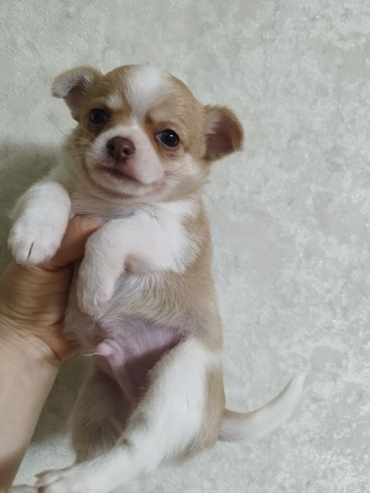 Чихуахуа миник мальчик