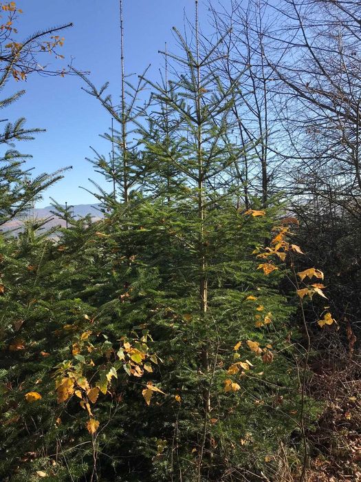 Brad/brazi/pom/pomi de Crăciun en-gros