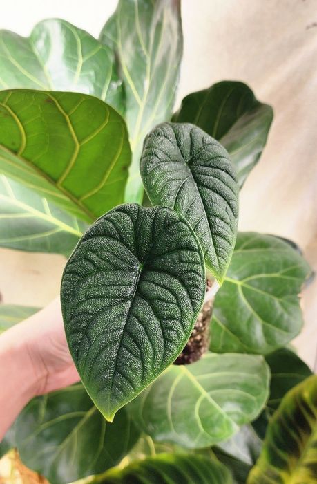 Алоказия Мело 2 детки с пня