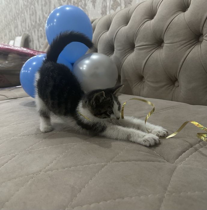 Отдам даром в добрые руки