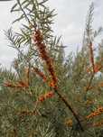 Fructe catina certificata eco congelata