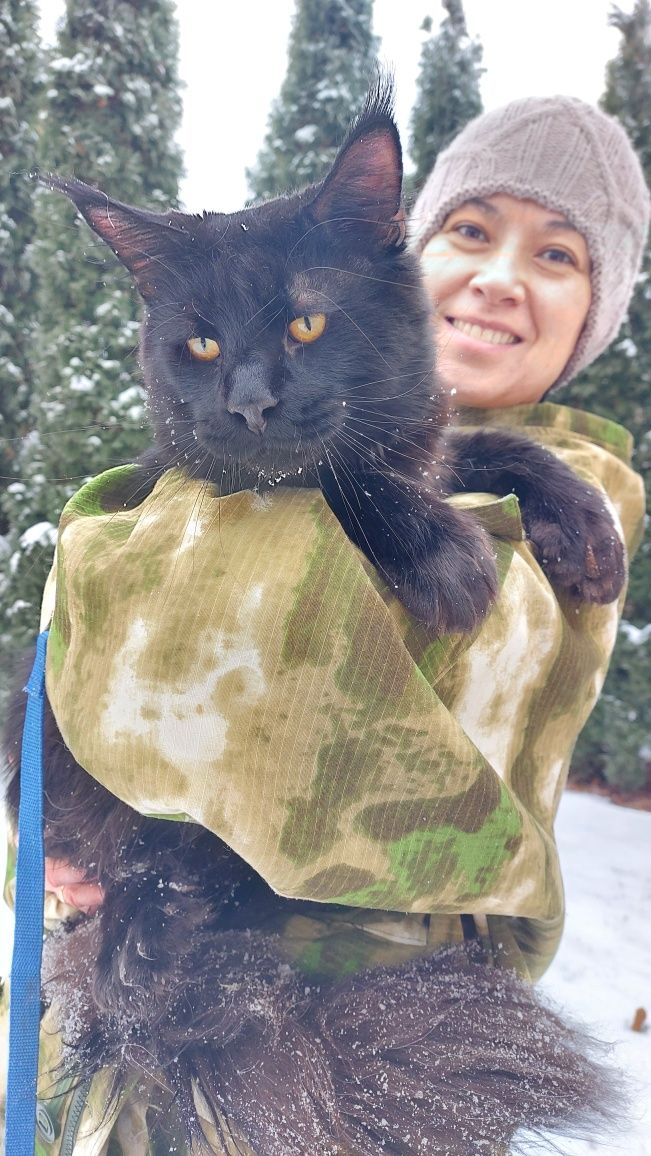 Элитные котята Мейн-кун в рассрочку до 2 лет