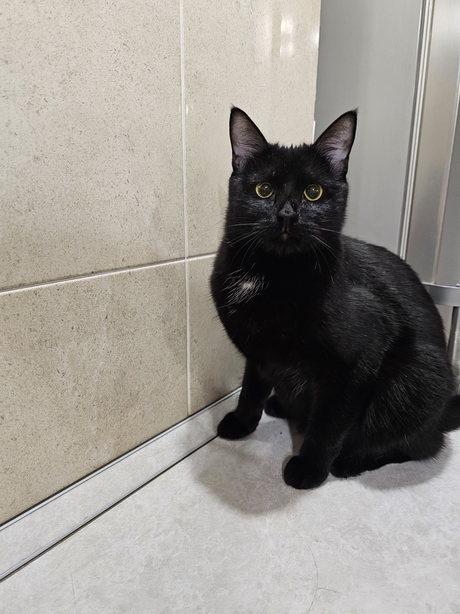 Отдам кота в добрые руки, кот ищет дом