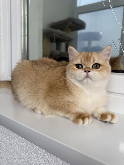 British shorthair golden