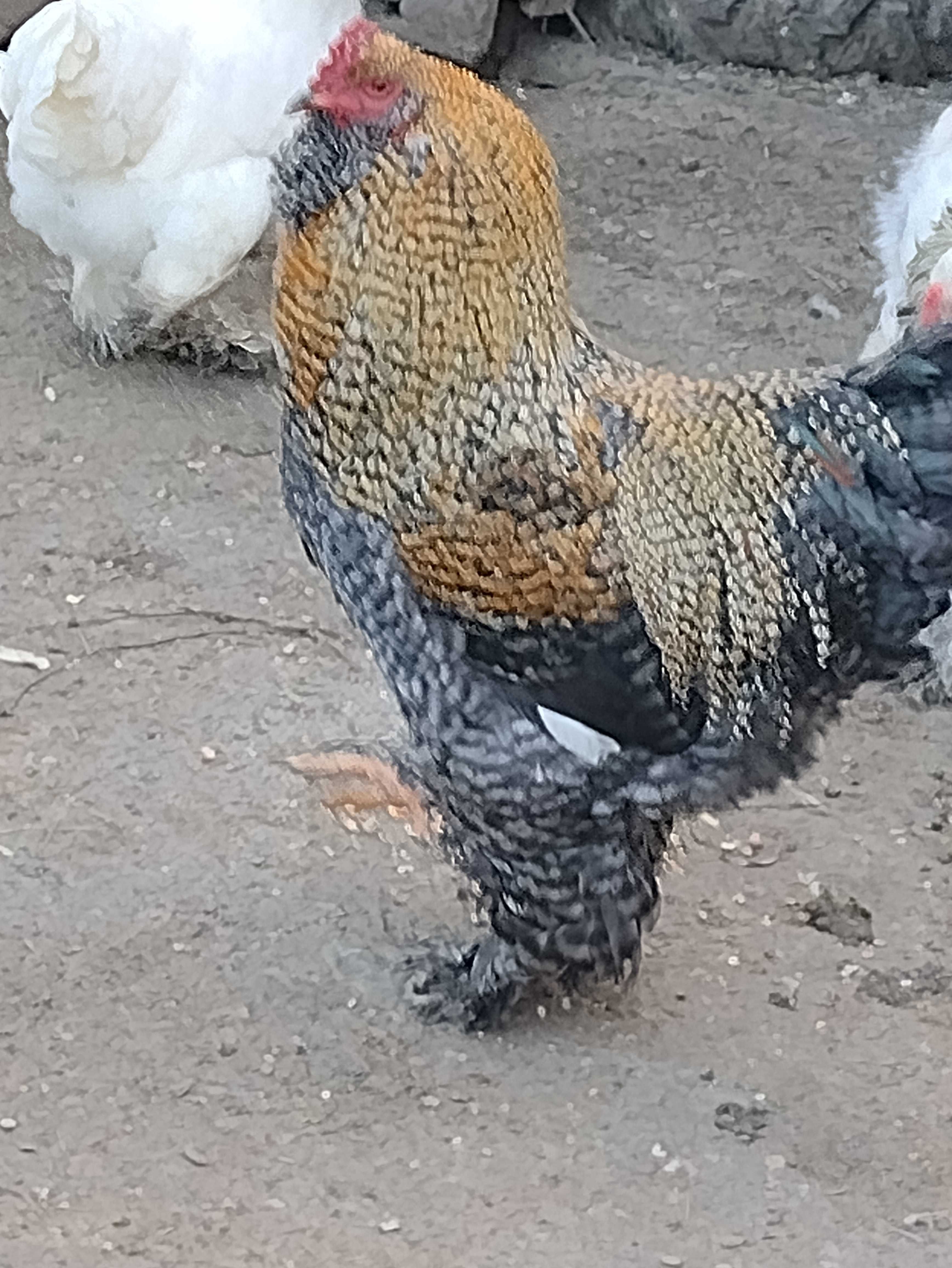 Oua incubație brahma urias
