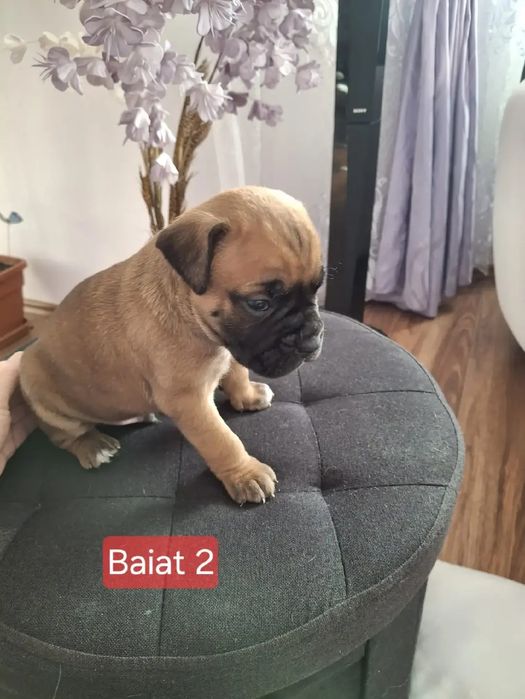 Pui de boxeri dragalasi