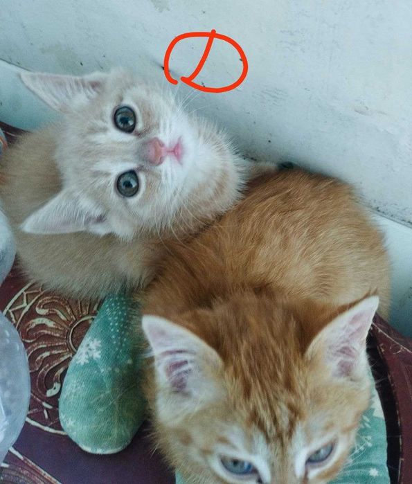 Отлам котят бесплатно