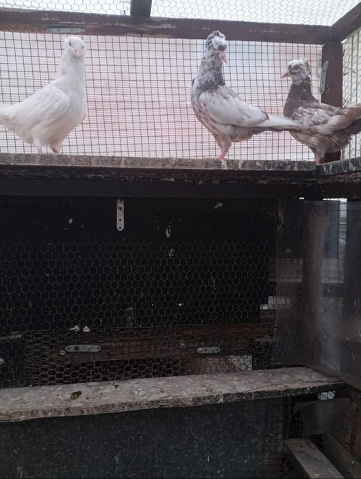 Продавам гълъби американци