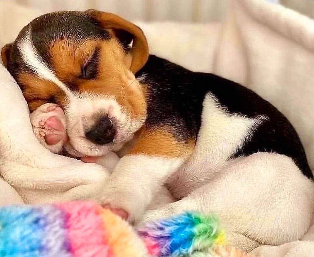 Pui beagle tricolori