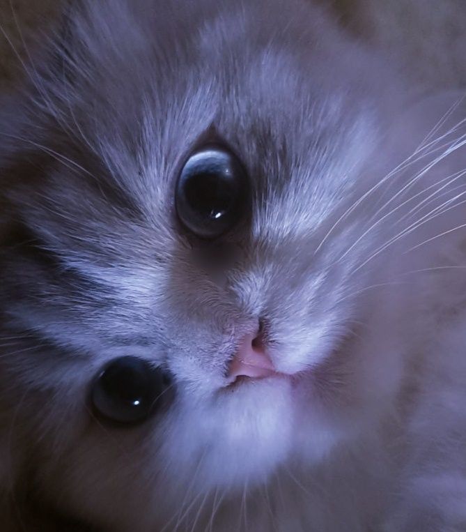 Scottish fold, highland