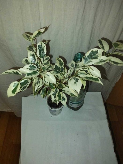 Продам фикус Бенджамина