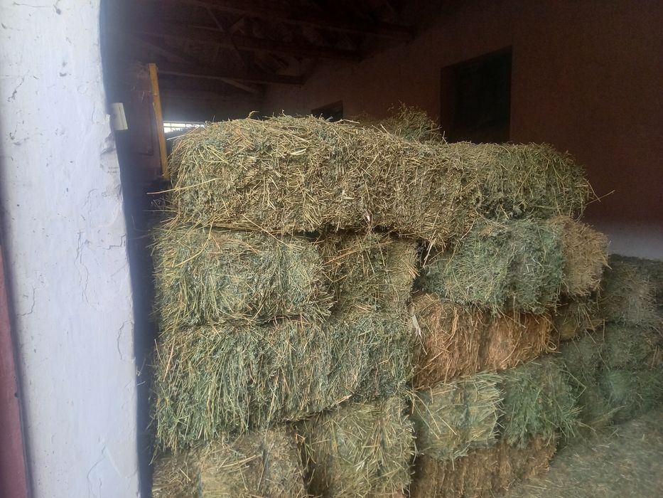 Vand baloti de lucerca