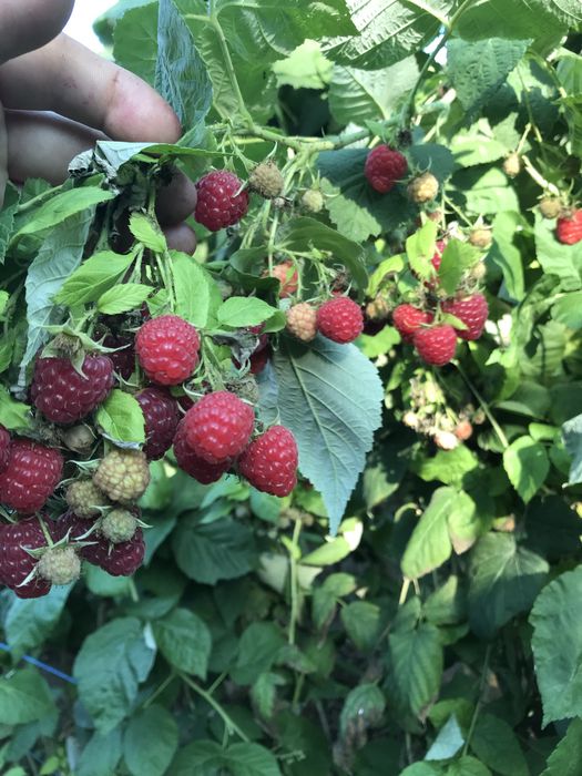 Zmeura polka din gradina