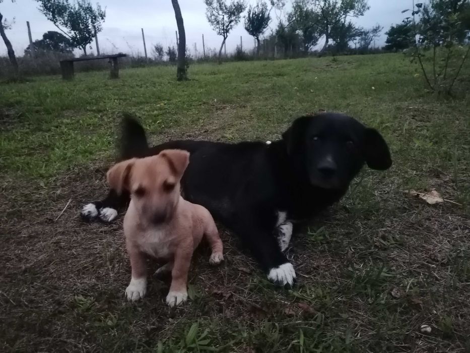 Catelusa caut camin iubitor