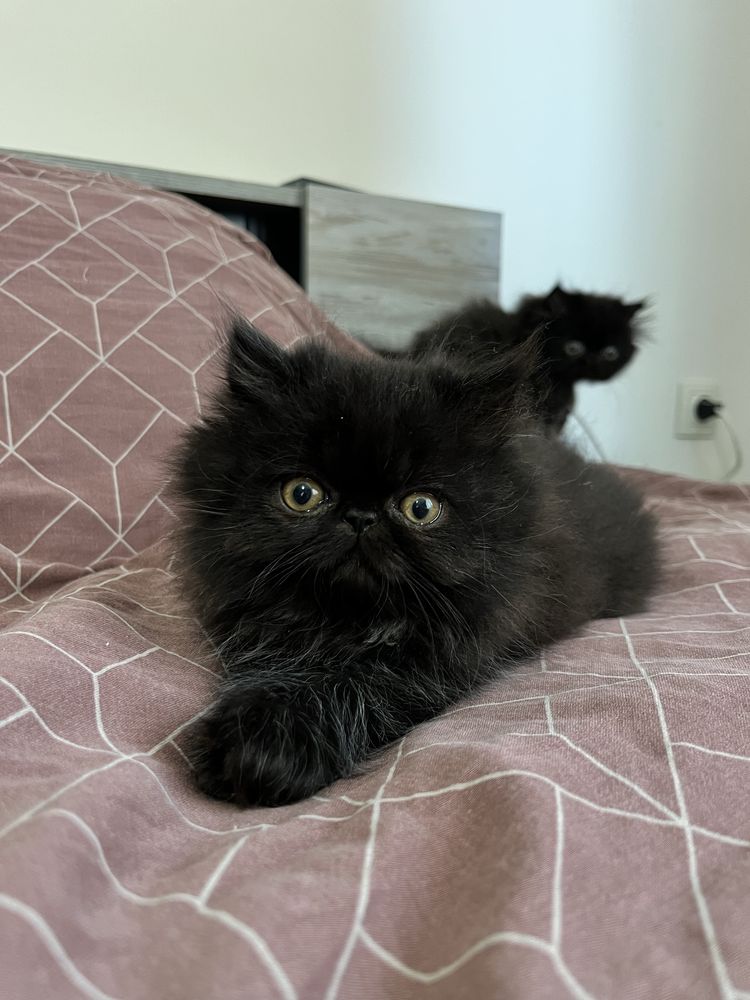 Персийски котенца, котета, котки
