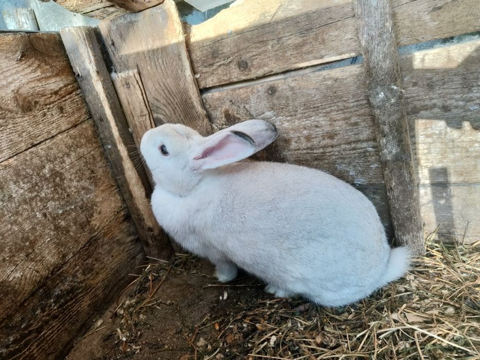 Vând iepuri tarcați