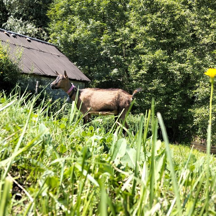 Vând capră alpină franceză