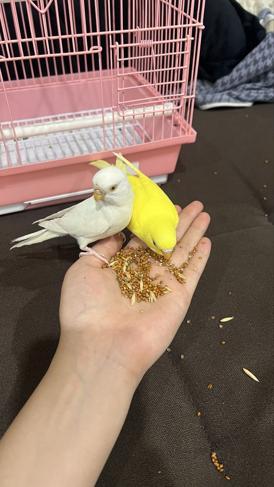 продам попугай, клетка