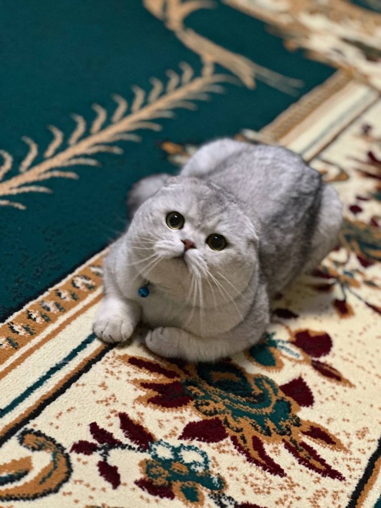 Шиншила на вязку
