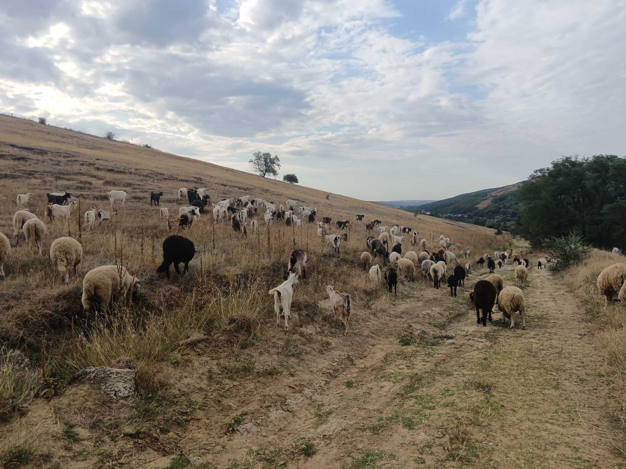 Vand 40 de capre cu lapte