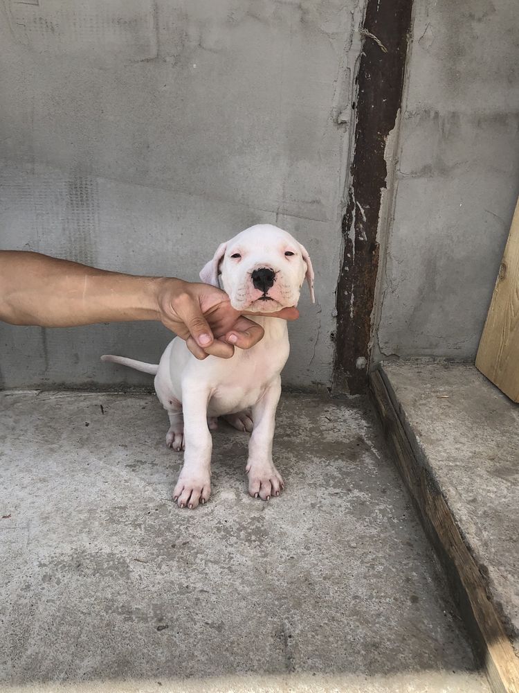 Pui dog argentinian