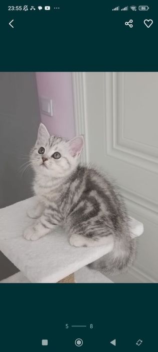 Вязка, случка кота