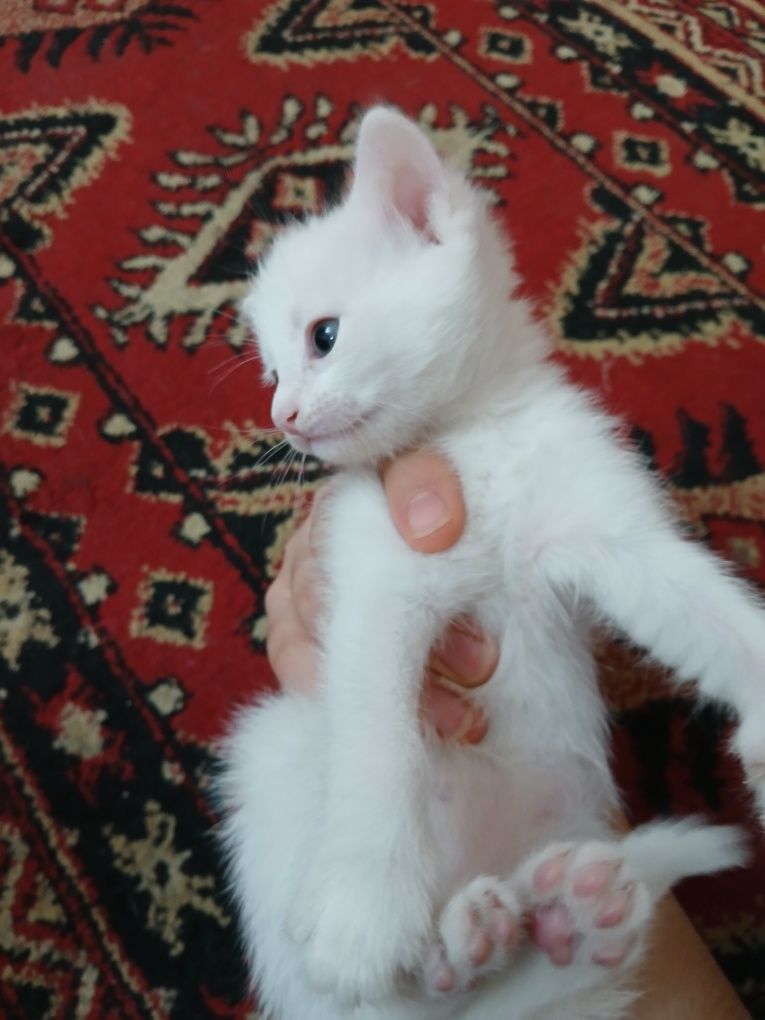 Мушук боллари котята