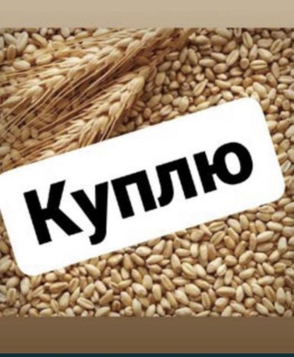 Ячмень Арпа россыпью