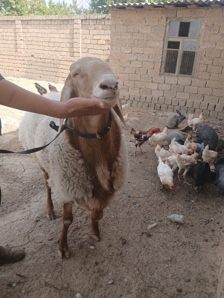 Qochqor Arashan 6 tish