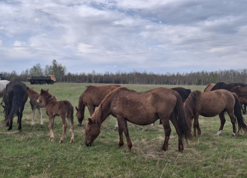 Продам кобылу с жеребенком