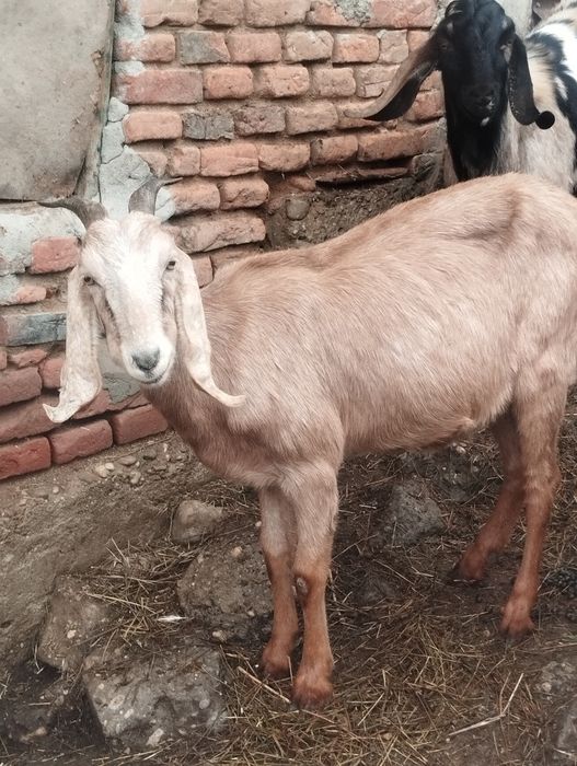 Capre și iede anglonubiene