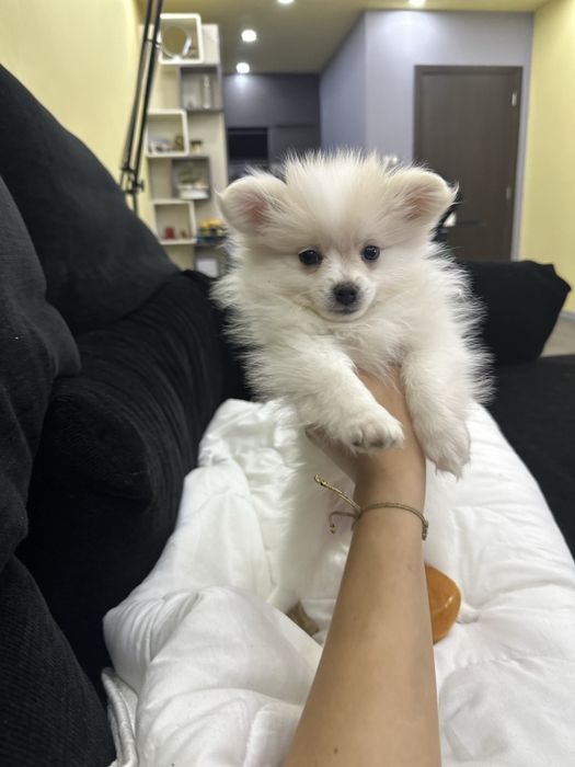 Женско померанче