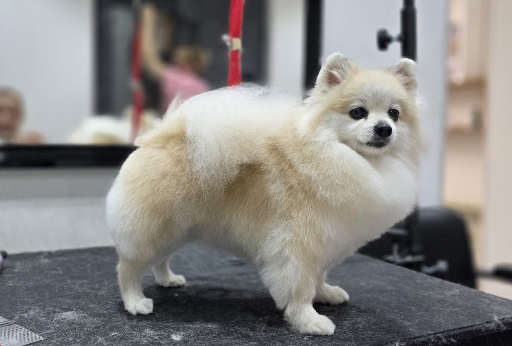 Стрижка собак,Груминг В отличном салоне!