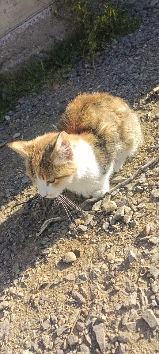 Котенок кошка кот девочка мысык