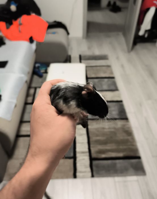 Vând pui veverițe degu