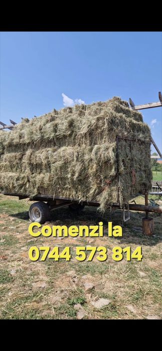 Mesteacan alb.Afin canadian Amalanchier Aronia.Castan.Tei.Soc.Corn.>RO