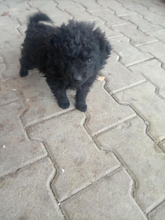 Catei de întors oile de vanzare