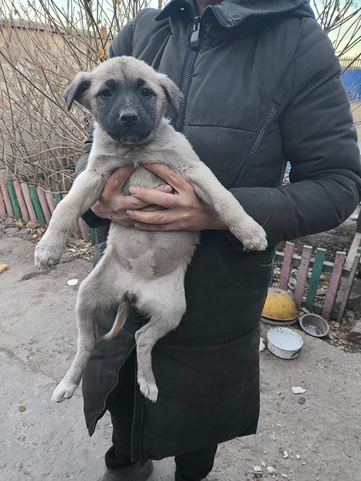 Ищем дом щенкам звоночкам