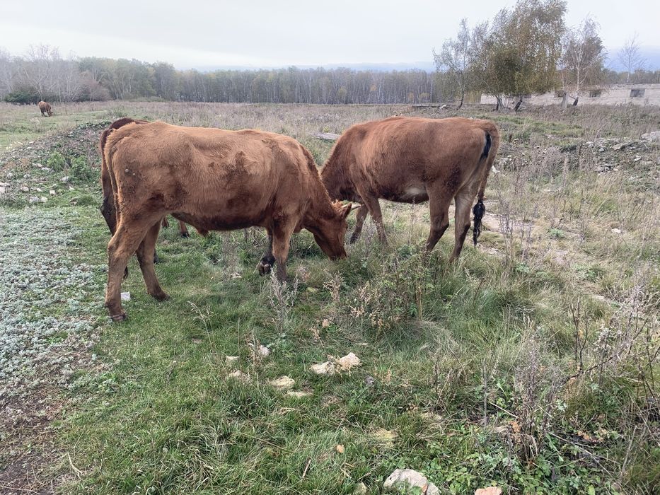 Продам бычка и телочку