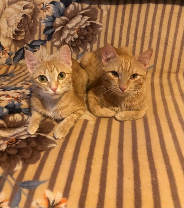 Ждём добрые руки ответсвенным